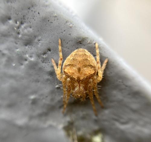Réf. 296 772 : Araneus (sturmi-triguttatus)